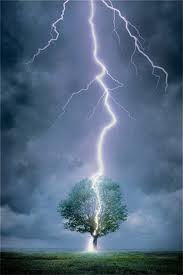 lightning tree family